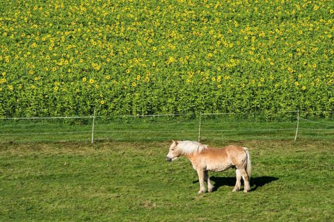 A Haflinger, or Avelignese horse is standing in front of a Common sunflower (Helianthus annuus),