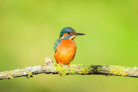 Common kingfisher (Alcedo atthis) sitting on a branch with autumncolours, wildife, Catalonia, Spain