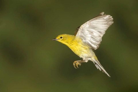 Pine Warbler (Setophaga pinus) male flying, Texas, USA