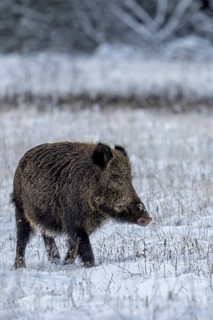 The wild boar boar (Sus scrofa) continues on its way in search of mating females, early winter,