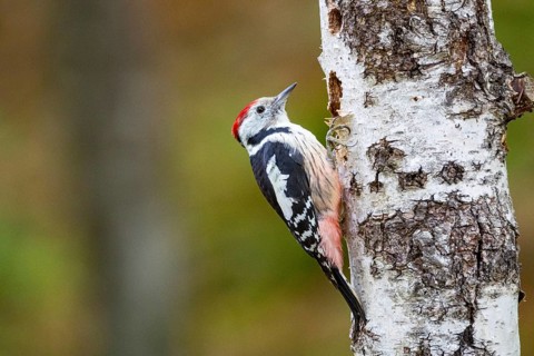 Middle spotted woodpecker (Dendrocopus medius) Germany