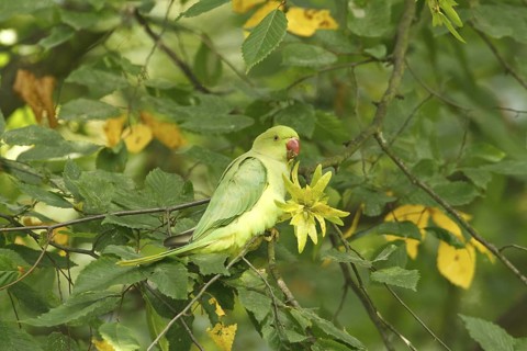 Rose-ringed Parakeet (Psittacula krameri), Rhineland-Palatinate, Germany