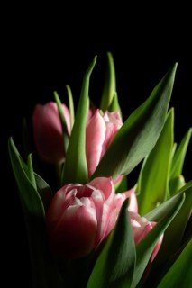 A vibrant bouquet of pink tulips with lush green leaves captured against a deep black background,