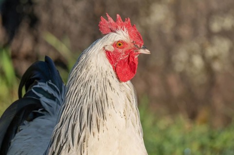 Cock is standing in the field. The morning sun gives its plumage a wonderful light. He observes his
