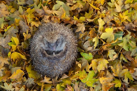European hedgehog (Erinaceus europaeus) adult animal resting on fallen autumn leaves, England,