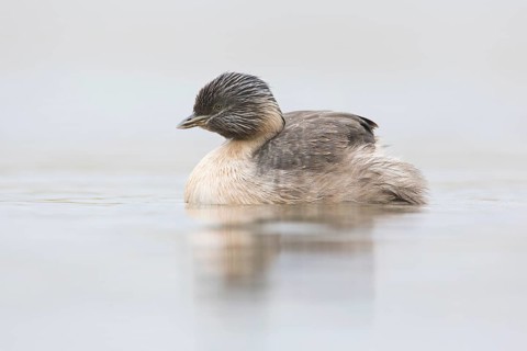 Hoary-headed Grebe (Poliocephalus poliocephalus), Victoria, Australia