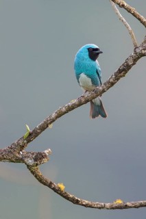 Swallow Tanager (Tersina viridis) perched on a branch in the Atlantic rainforest of southeast