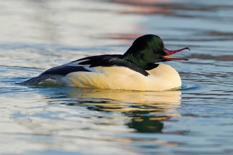 Common Merganser (Mergus merganser) male, Baden-Wuerttemberg, Germany