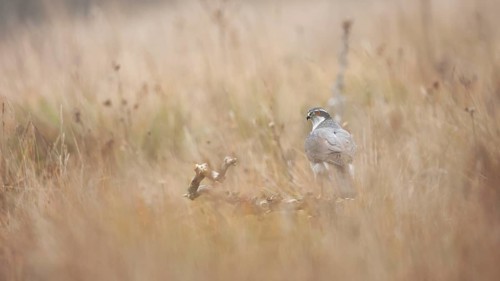 Photograph capturing a female Goshawk in a serene meadow in Guadalajara. The soft mist envelops the