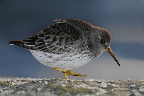 Purple Sandpiper (Calidris maritima), New Jersey, USA