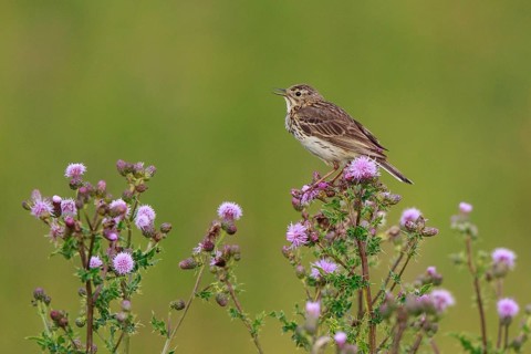Meadow Pipit (Anthus pratensis) perched on thistle, North Rhine-Westphalia, Germany