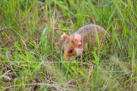 A European hamster (Cricetus cricetus), Eurasian hamster, black-bellied hamster or common hamster,