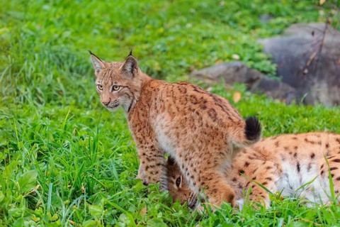 A young Eurasian lynx (Lynx lynx) plays with his mother in a green meadow