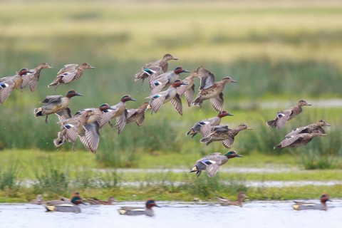 Eurasian Teal (Anas crecca) group landing, North Rhine-Westphalia, Germany