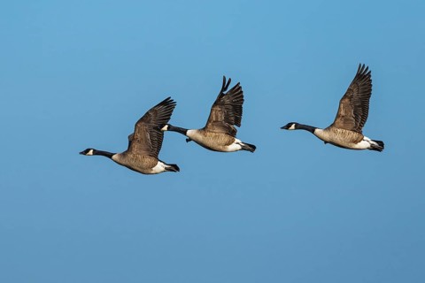 Canada Goose, Branta canadensis birds in flight over winter Marshes, Devon, England, United Kingdom