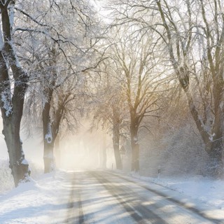 Snow-covered road, wintry avenue with fog and sun near Neukloster, Mecklenburg-Vorpommern, Germany