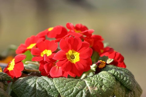 Primroses (Primula), red-yellow flowers in a garden, close-up, inflorescence, early bloomer,