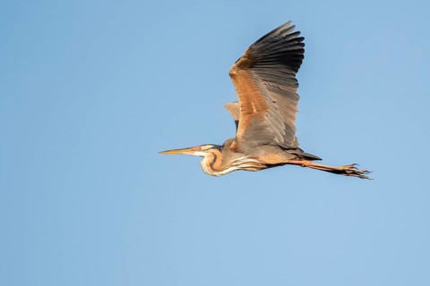 Purple Heron (Ardea purpurea) flying, Romania
