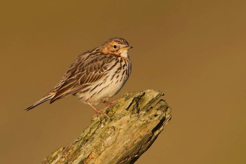 Red-throated Pipit (Anthus cervinus) perched on a stump, Leiria, Portugal