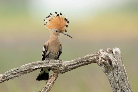 Eurasian Hoopoe (Upupa epops) perched on a branch, Serbia