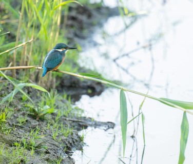 Kingfisher (Alcedo atthis) sitting on a reed stalk Kingfisher (Alcedo atthis) sitting on a reed