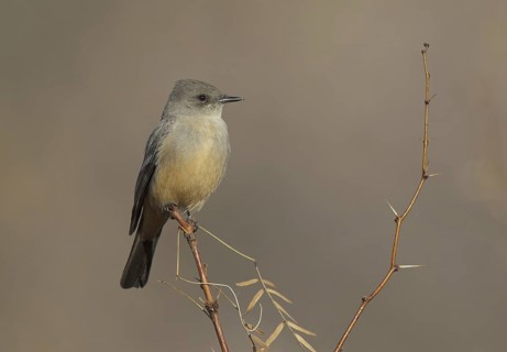 Say's Phoebe (Sayornis saya), New Mexico, USA