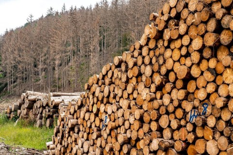 Forest dieback in the Arnsberg Forest nature park Park, over 70 per cent of the spruce trees are