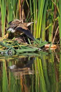 Little Bittern (Ixobrychus minutus), young bird, Middle Elbe Biosphere Reserve, Dessau-Roßlau,