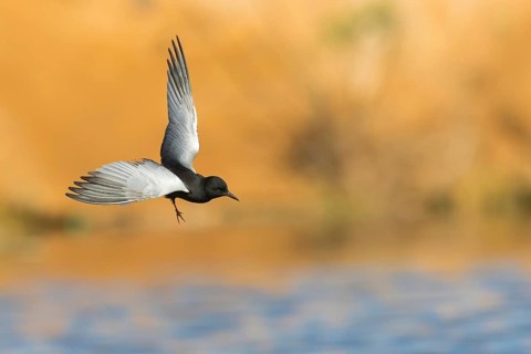 Weißflügelseeschwalbe, White-winged Black Tern, White-winged Tern, Chlidonias leucopterus,