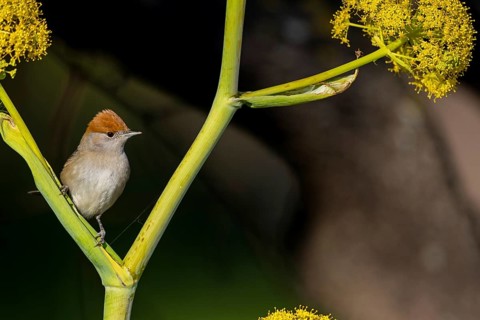 Blackcap, Sylvia atricapilla, Fauvette à tête noire, Curruca Capirotada Lesbos, Greece