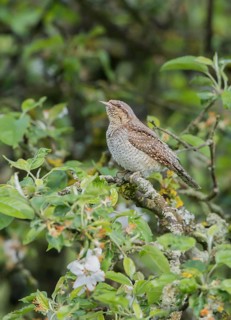Eurasian Wryneck (Jynx torquilla), Hesse, Germany
