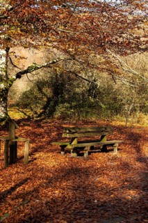 A serene autumn morning with vibrant leaves covering the ground A rustic wooden picnic table under