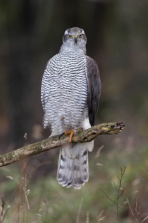 Habicht; lat. Accipiter gentilis; adultes Weibchen von vorn; auf einem Ast am Waldrand stehend;