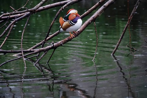 Mandarin duck on a branch at a lake, winter, Germany