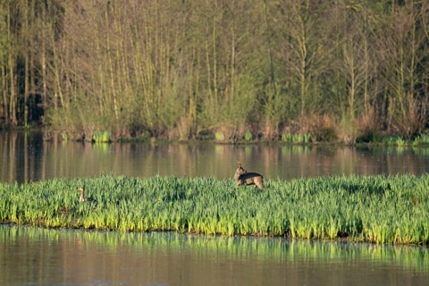 Roe deer (Capreolus capreolus), roebuck in winter coat, winter cover standing in a wet meadow, in a