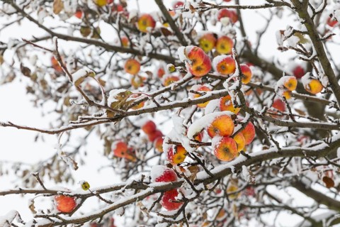 Ripe apples covered in snow on the branches of an apple tree, onset of winter in Oberwartha,