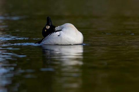 Common goldeneye (Bucephala clangula), Sweden