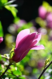 Magnolia, purple magnolia, lily-flowered magnolia (Magnolia liliiflora)