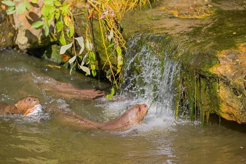 Three giant otter or giant river otter (Pteronura brasiliensis) jump out of the river onto a mossy