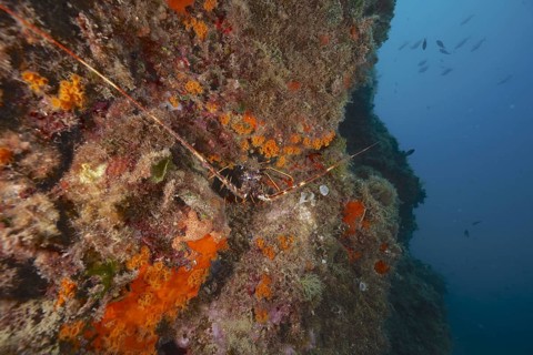 European spiny crayfish (Palinurus elephas)