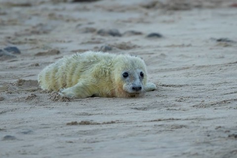 Grey seal (Halichoerus grypus) juvenile baby pup animal resting on a sand dune by a beach in