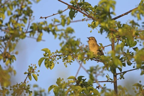 Garden Warbler (Sylvia borin) singing, Rhineland-Palatinate, Germany