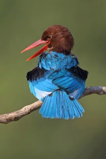 White-throated Kingfisher (Halcyon smyrnensis), Malaysia
