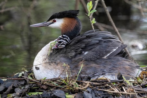 Great Crested Grebe (Podiceps Scalloped ribbonfish) with juveniles, Emsland, Lower Saxony, Germany