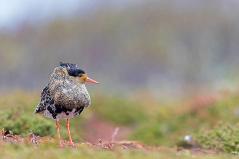 Ruff, (Philomachus pugnax), animals, birds, plumage during mating season, snipe bird, courtship,