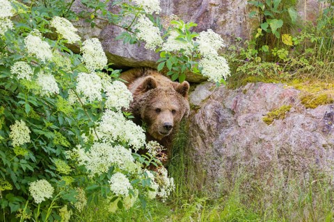 An adult female Eurasian Brown Bear (Ursus arctos arctos) leaves her den which is surrounded by a