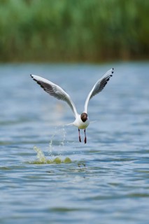 Black-headed gull (Chroicocephalus ridibundus) landing in the water, Camargue, France