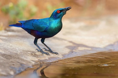 Glossy starling, (Lamprotornis chalcurus), Bronze-tailed glossy starling, Bronze-tailed starling,
