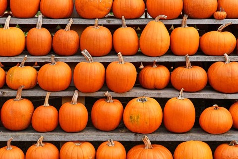 Rows of many Halloween 'Ghostride' carving pumpkins on shelves