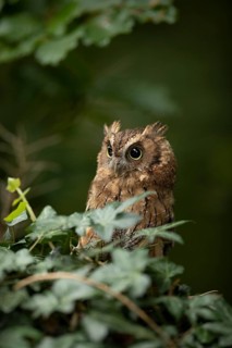 Tropical Screech Owl (Megascops choliba) captive, juvenile, Germany